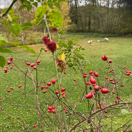 Burg Hausen شقة *