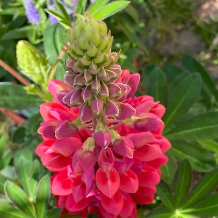 Burg Hausen * هيمباخ