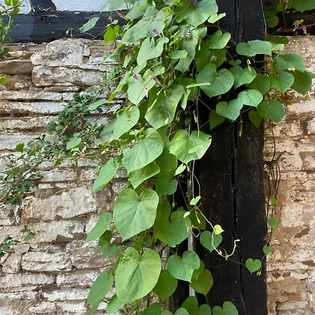 شقة Burg Hausen هيمباخ