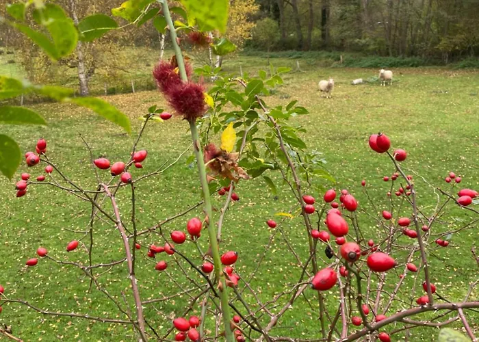 Burg Hausen Апартаменты *