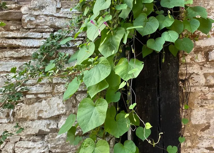 Daire Burg Hausen Heimbach