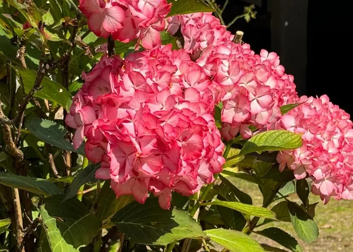 Апартаменты Burg Hausen